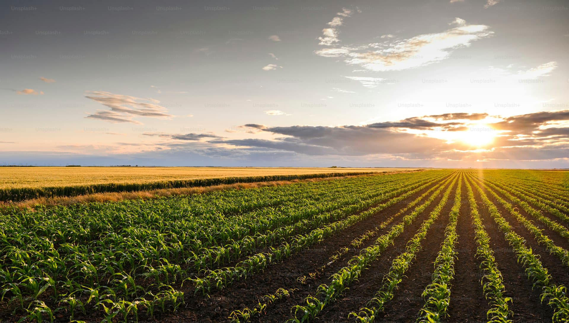 Cash crop operations