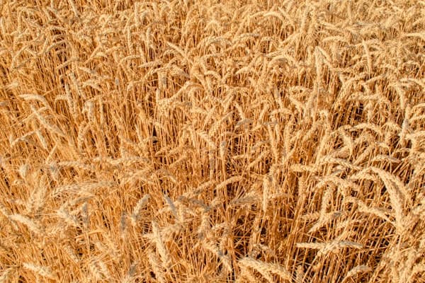 Crop insurance and revenue protection