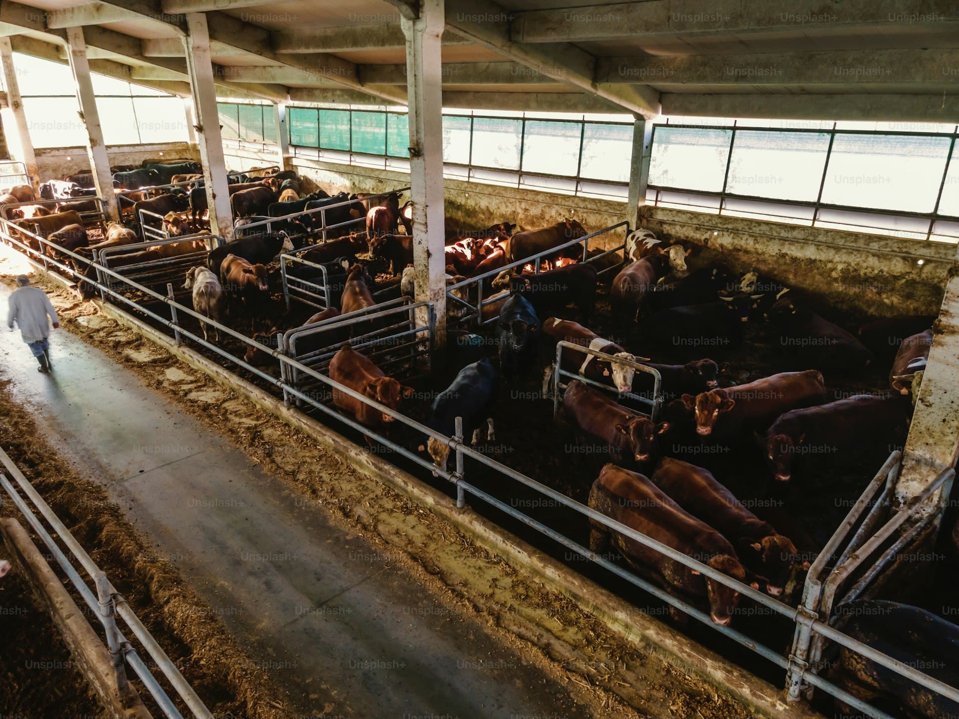 Livestock operations