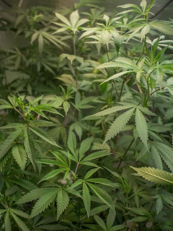 Licensed cannabis producers