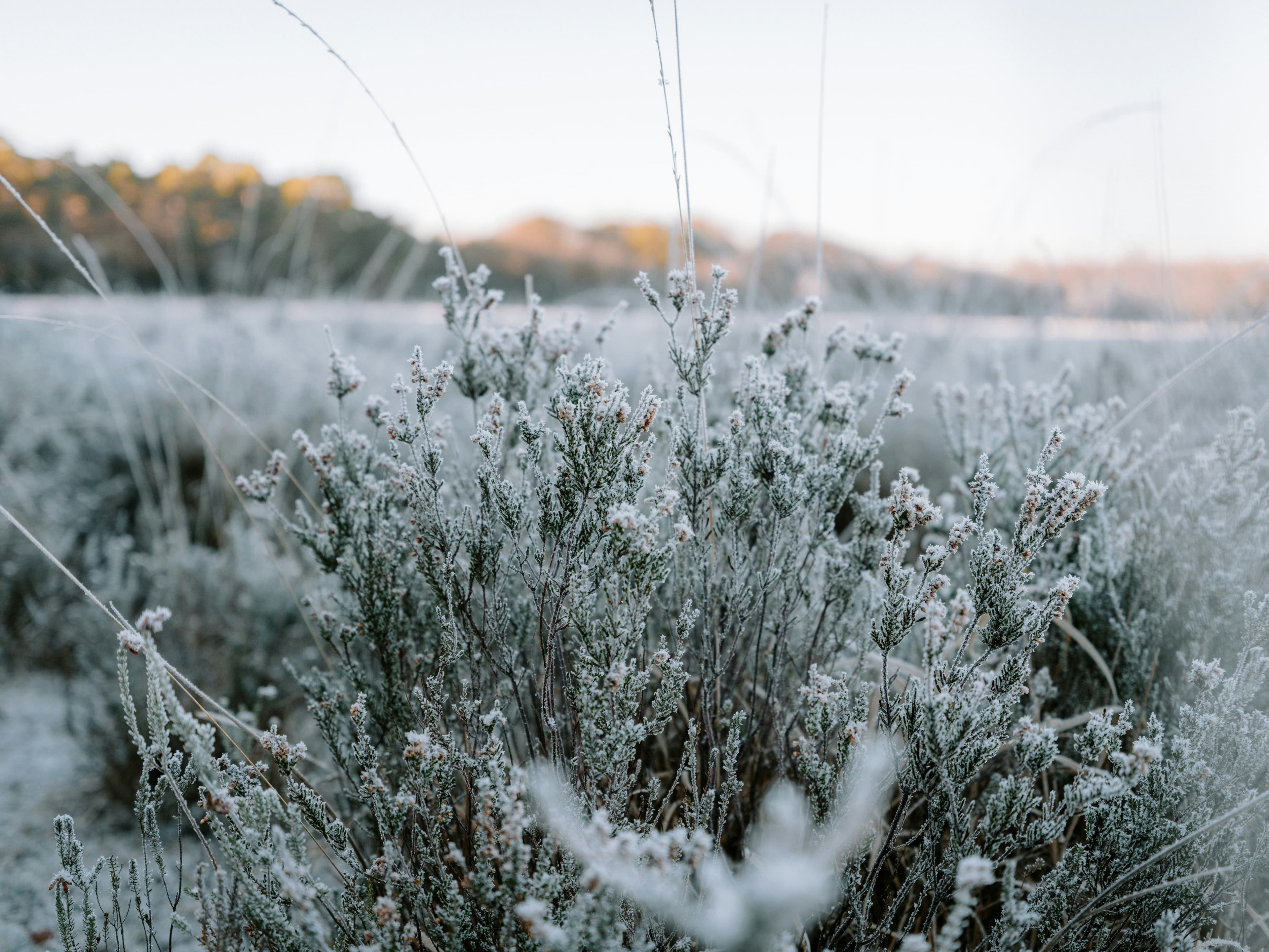 Crop Loss & Weather Protection