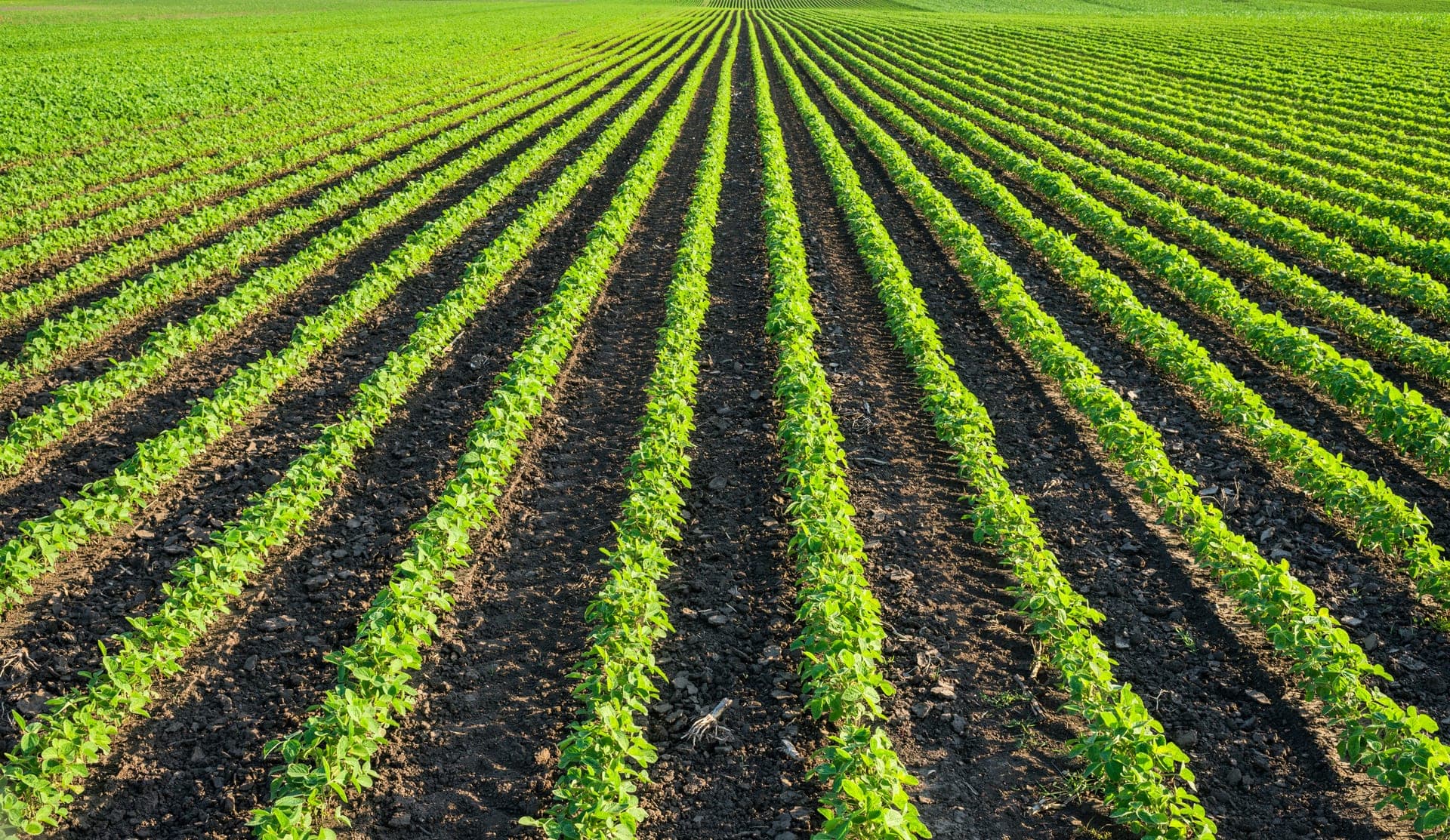 Crop Farm Insurance in Ontario