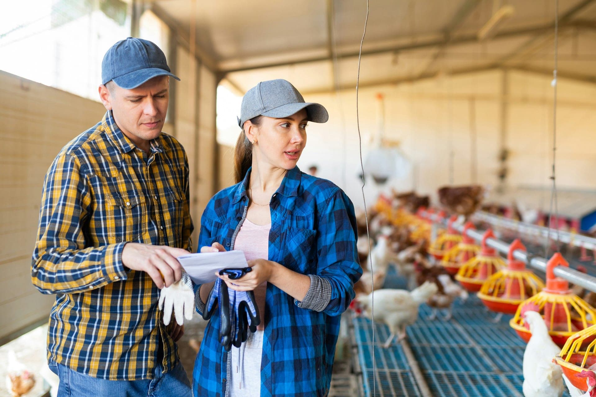 Poultry Farm Insurance in Ontario