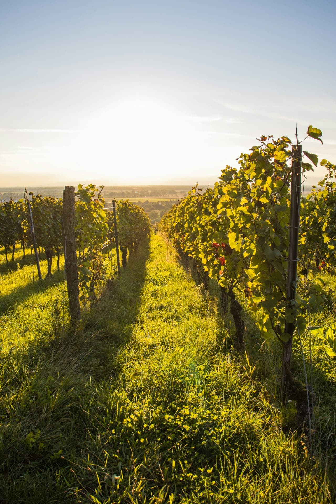 Winery Insurance in Ontario