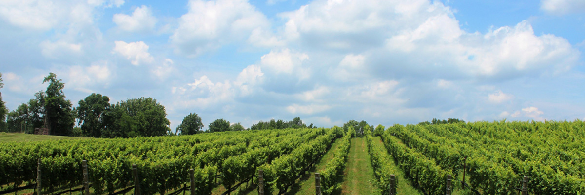 View of a vinyard landscape